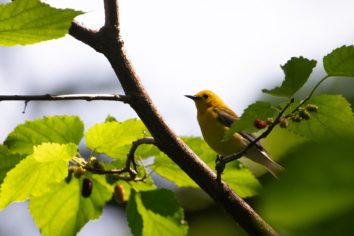 Prothonotary Warbler - ML637769039