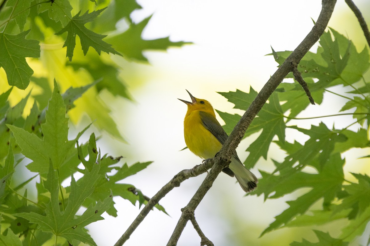Prothonotary Warbler - ML637769040