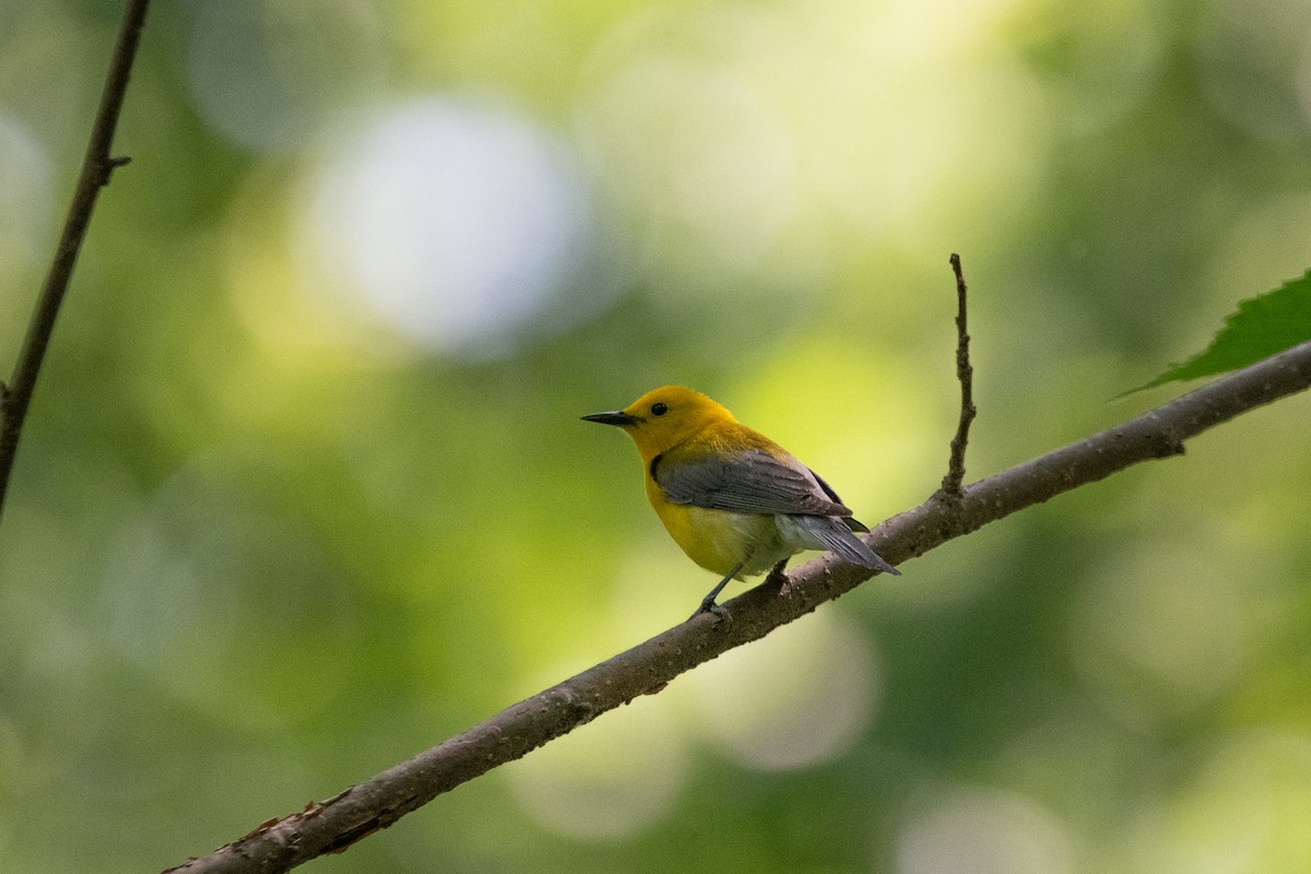 Prothonotary Warbler - ML637769041