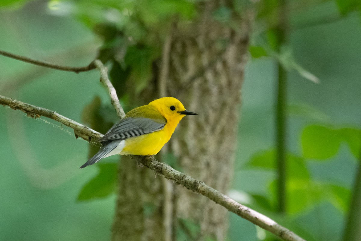 Prothonotary Warbler - ML637769043