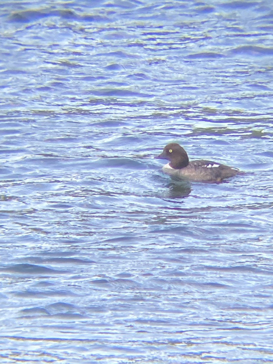 Common/Barrow's Goldeneye - ML637769066