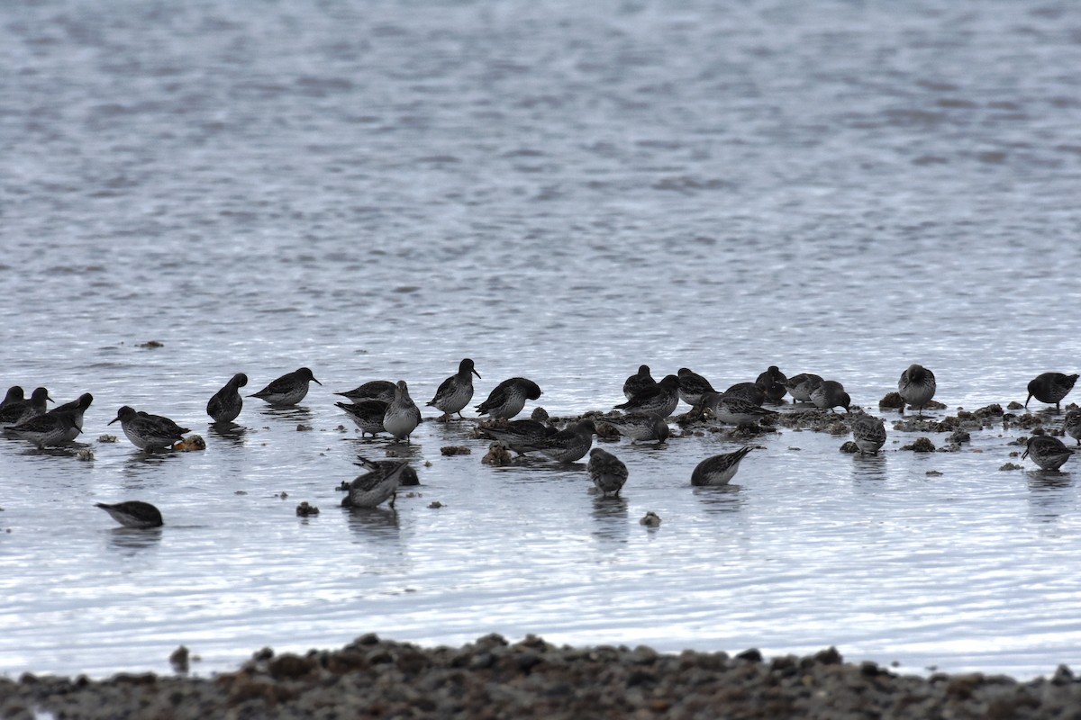 jespák pobřežní - ML637769081