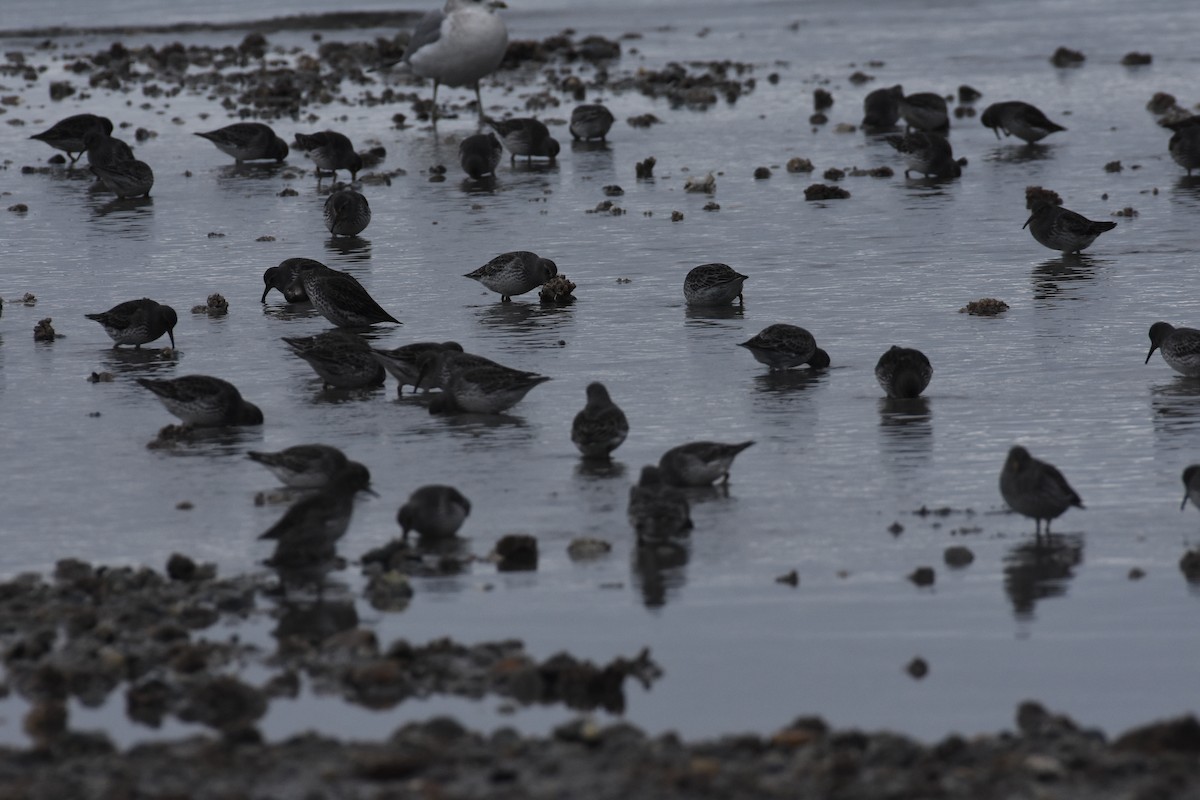 jespák pobřežní - ML637769115