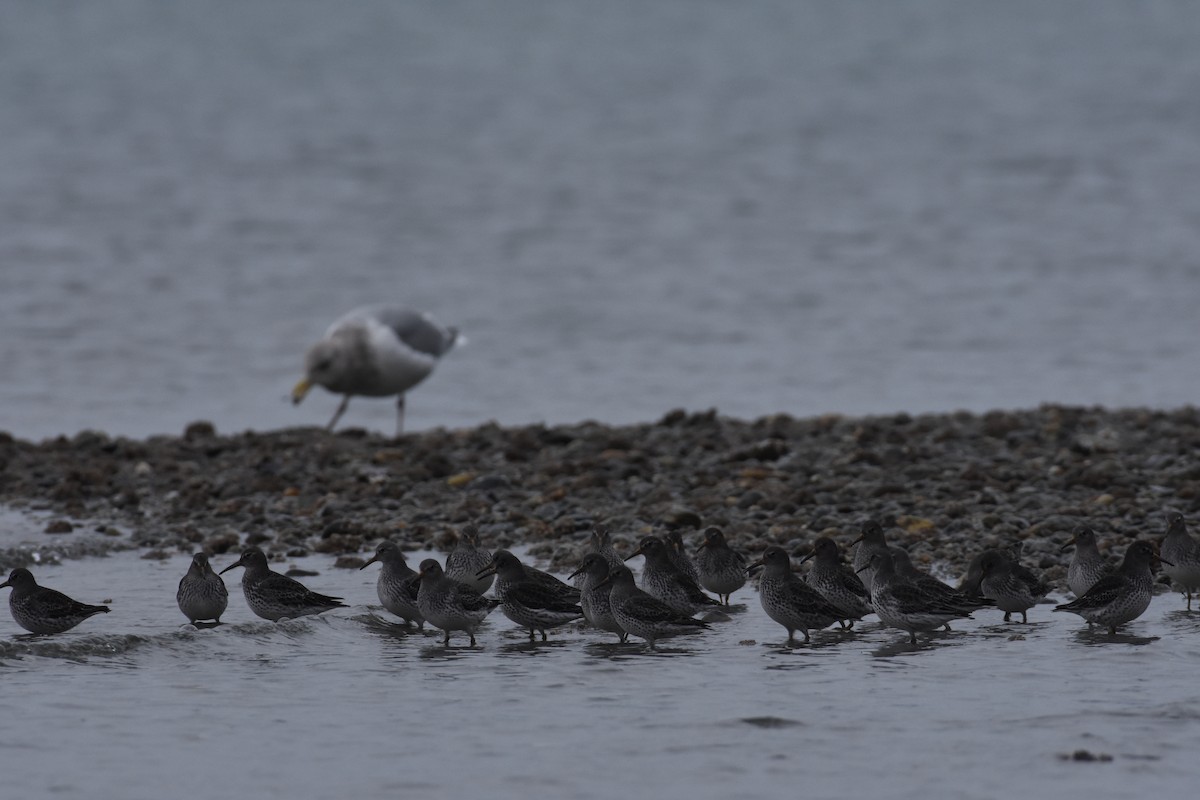 Rock Sandpiper - ML637769117