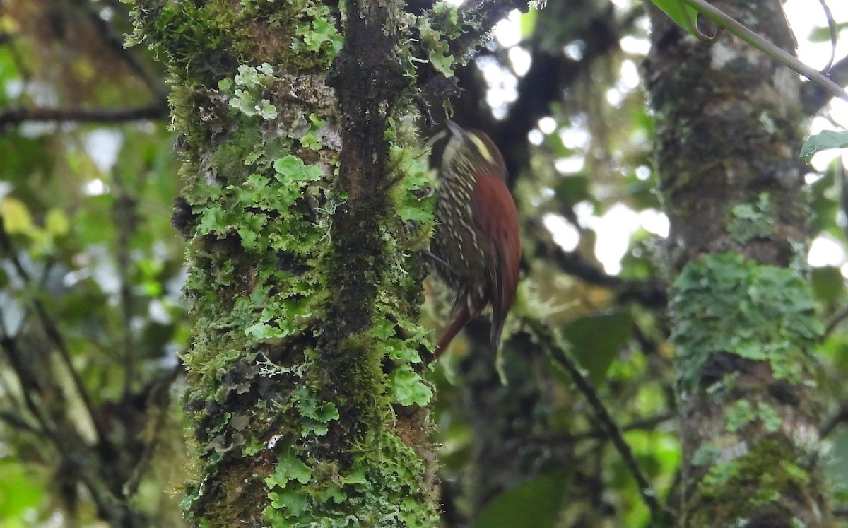 Pearled Treerunner - ML637769118