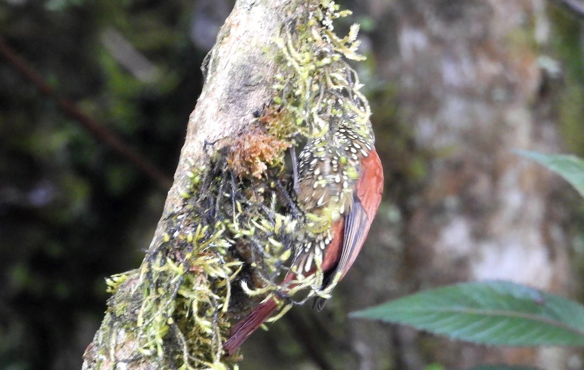 Pearled Treerunner - ML637769119