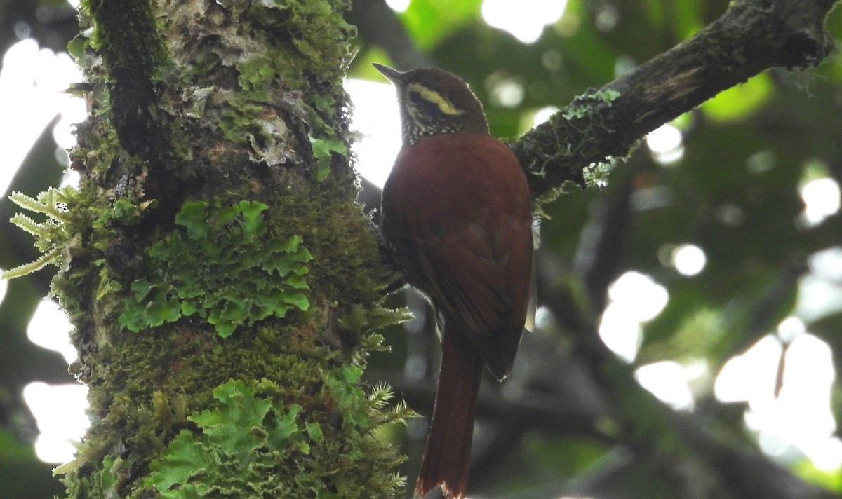 Pearled Treerunner - ML637769120
