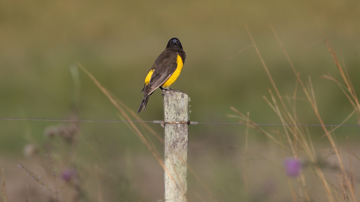 Yellow-rumped Marshbird - ML637769150