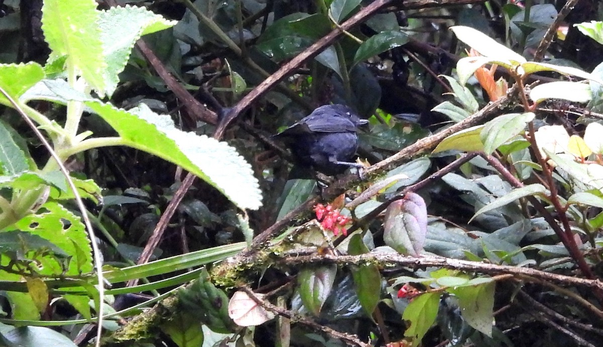 White-sided Flowerpiercer - ML637769162