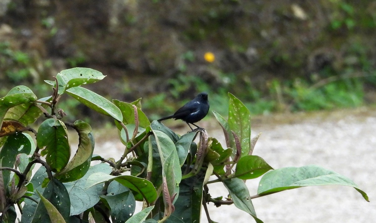 White-sided Flowerpiercer - ML637769186