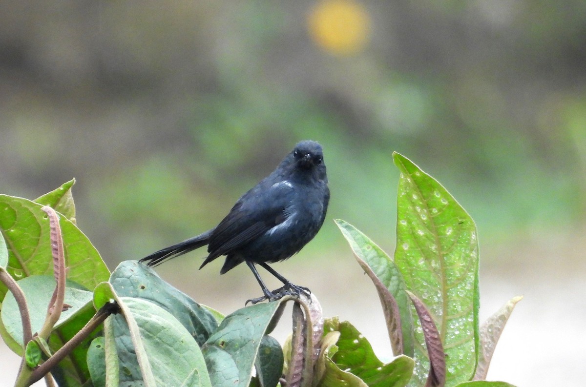 White-sided Flowerpiercer - ML637769187