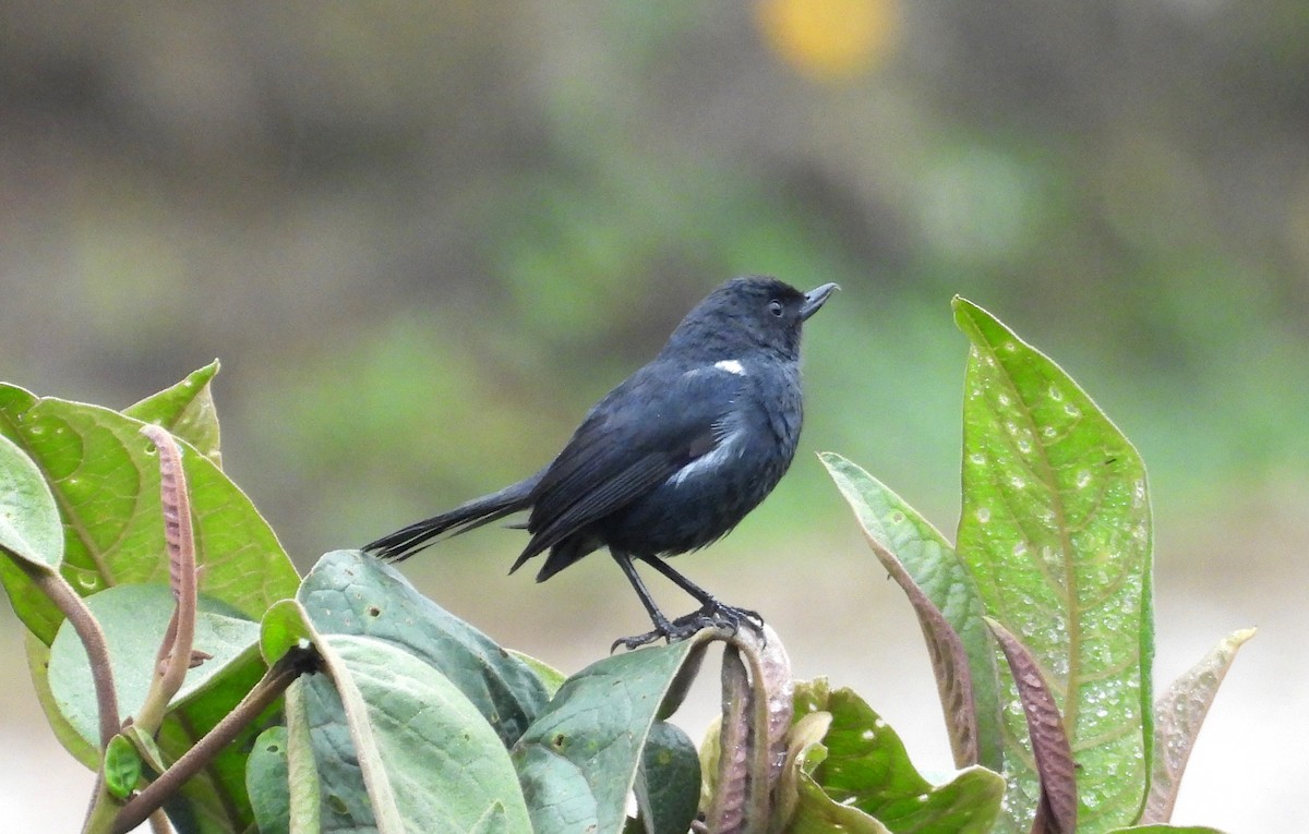 White-sided Flowerpiercer - ML637769188