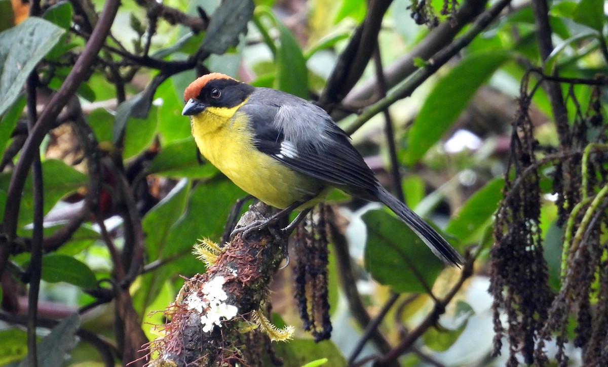 Yellow-breasted Brushfinch (Yellow-breasted) - ML637769202