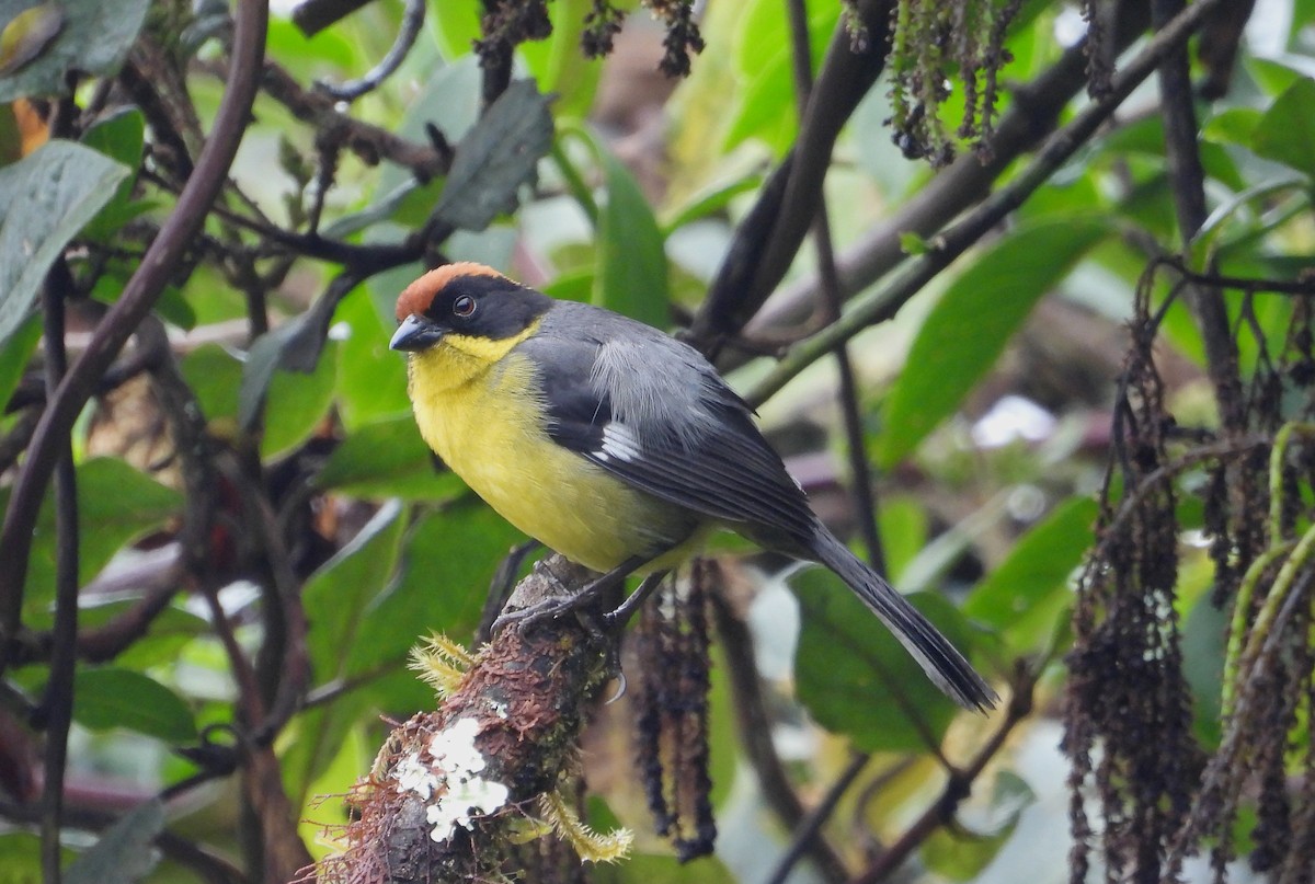 Yellow-breasted Brushfinch (Yellow-breasted) - ML637769203