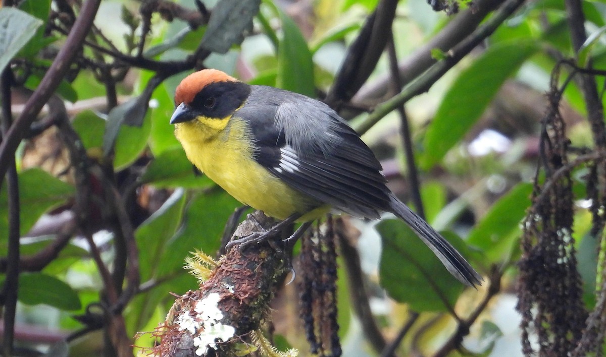 Yellow-breasted Brushfinch (Yellow-breasted) - ML637769204