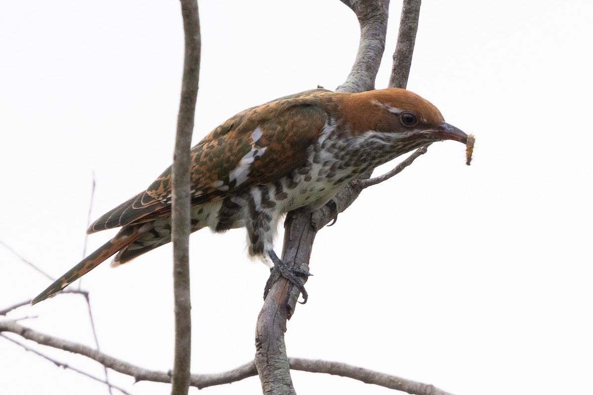 Dideric Cuckoo - ML637769218