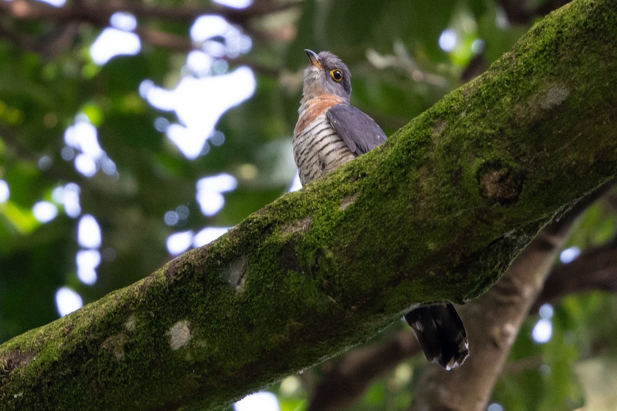 Red-chested Cuckoo - ML637769223