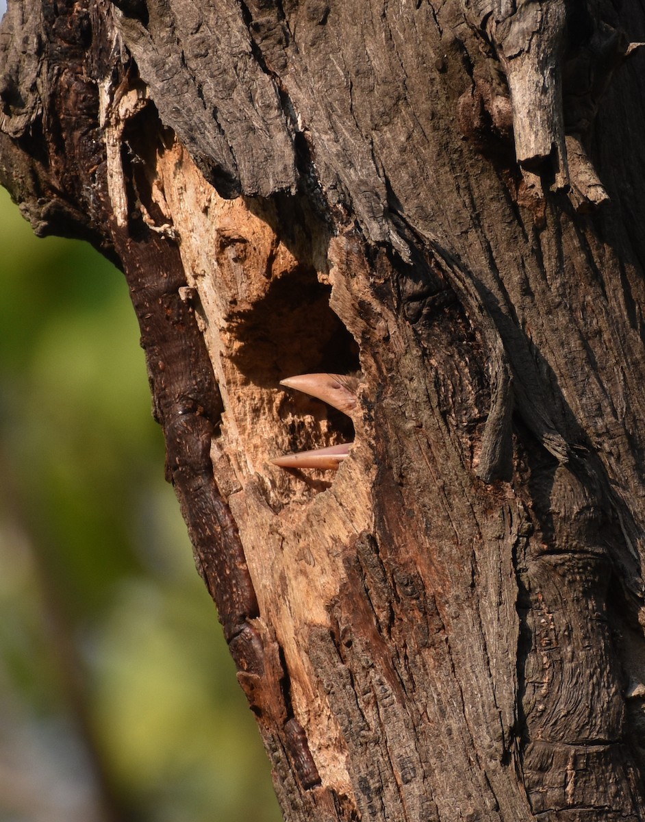 Lineated Barbet - ML637769235