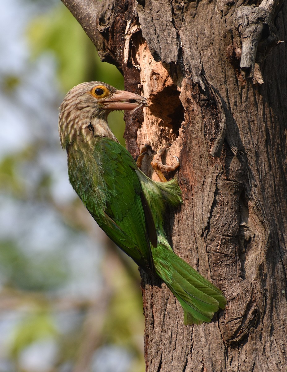 Lineated Barbet - ML637769236