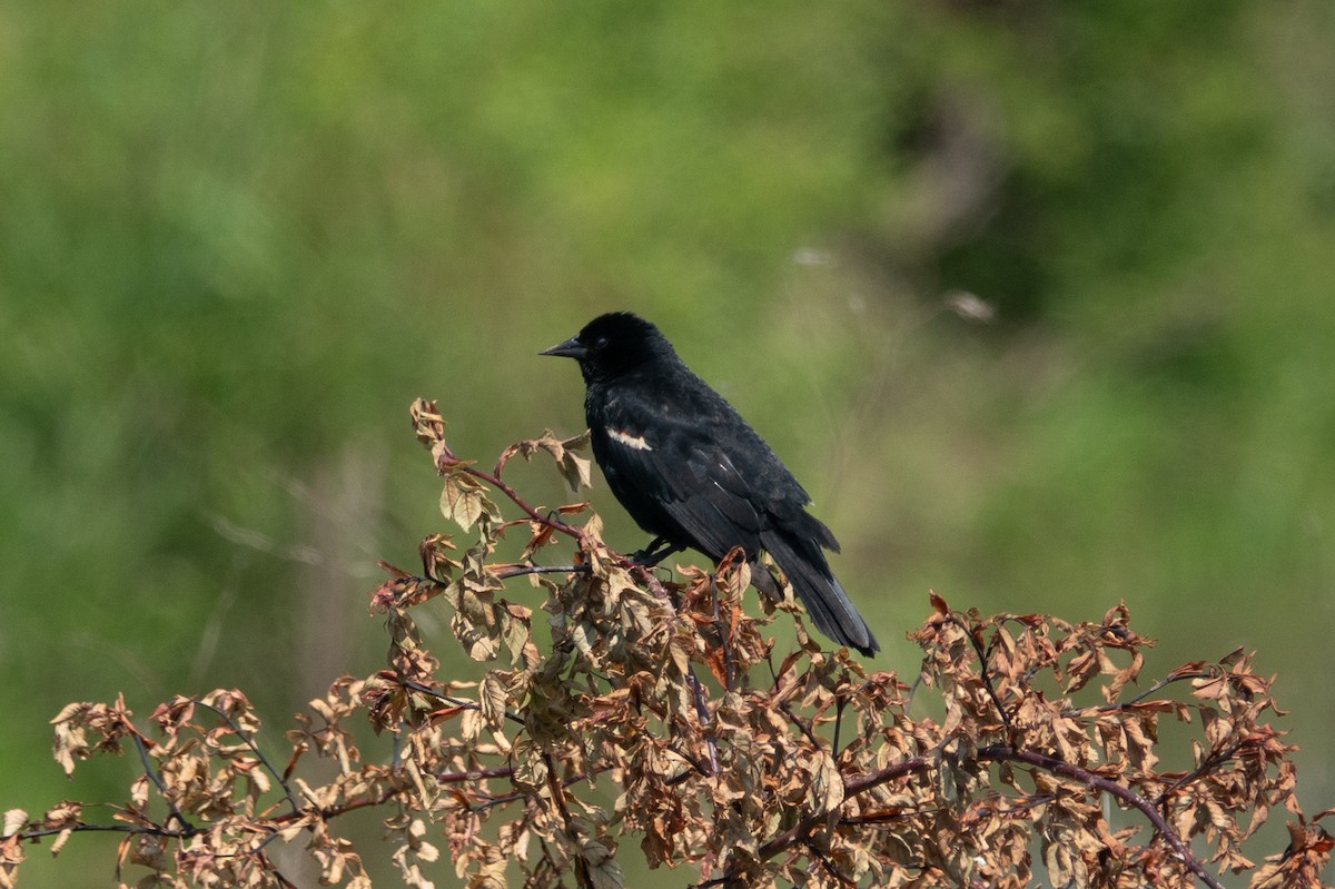 Red-winged Blackbird - ML637769237