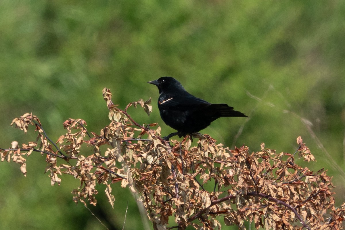 Red-winged Blackbird - ML637769250