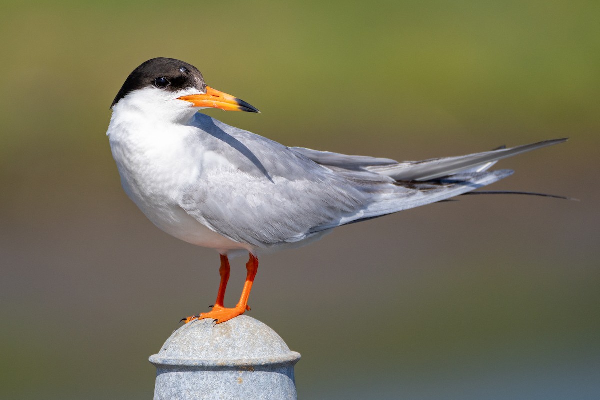 Forster's Tern - ML637769268