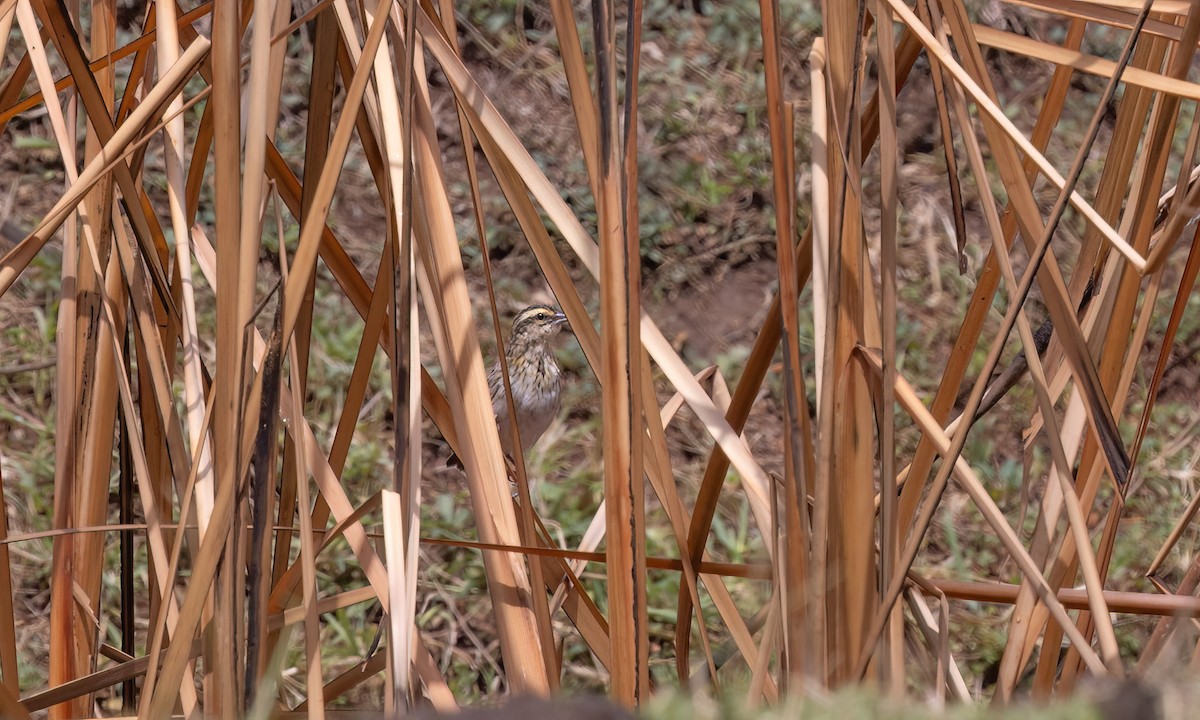 White-winged Widowbird - ML637769269