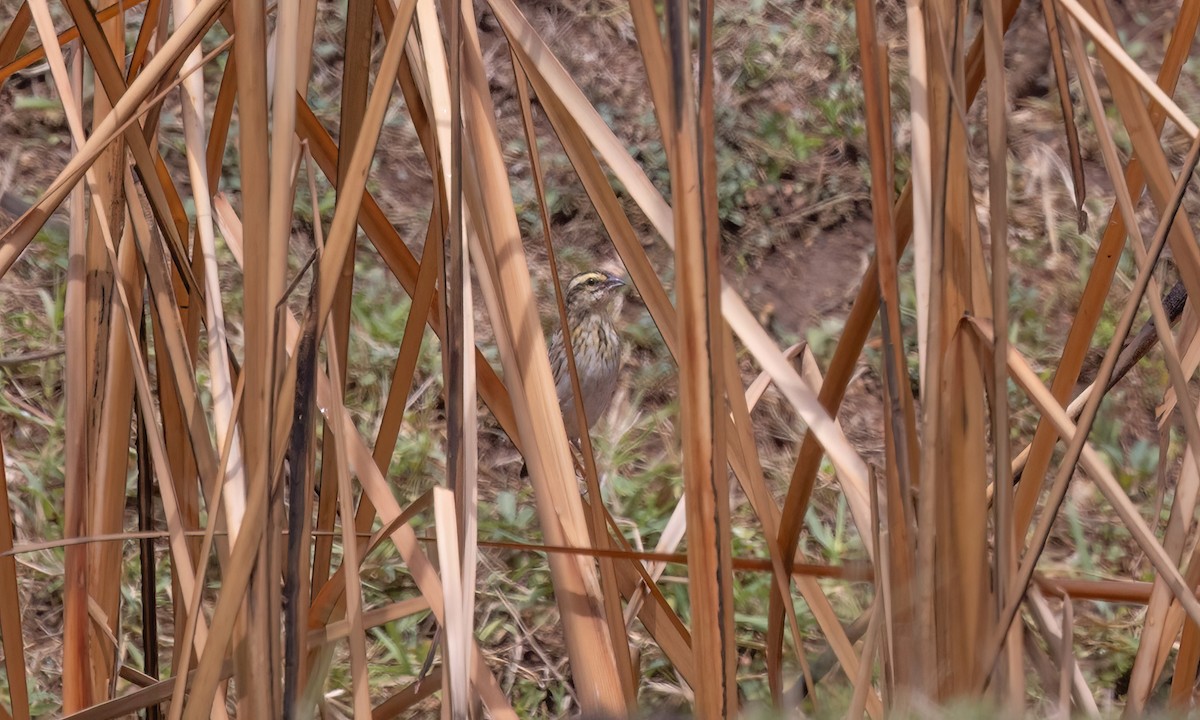 White-winged Widowbird - ML637769270