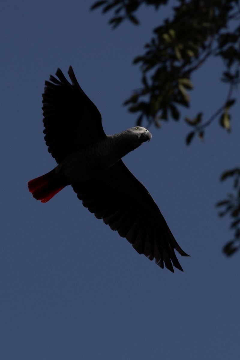 Gray Parrot - ML637769312