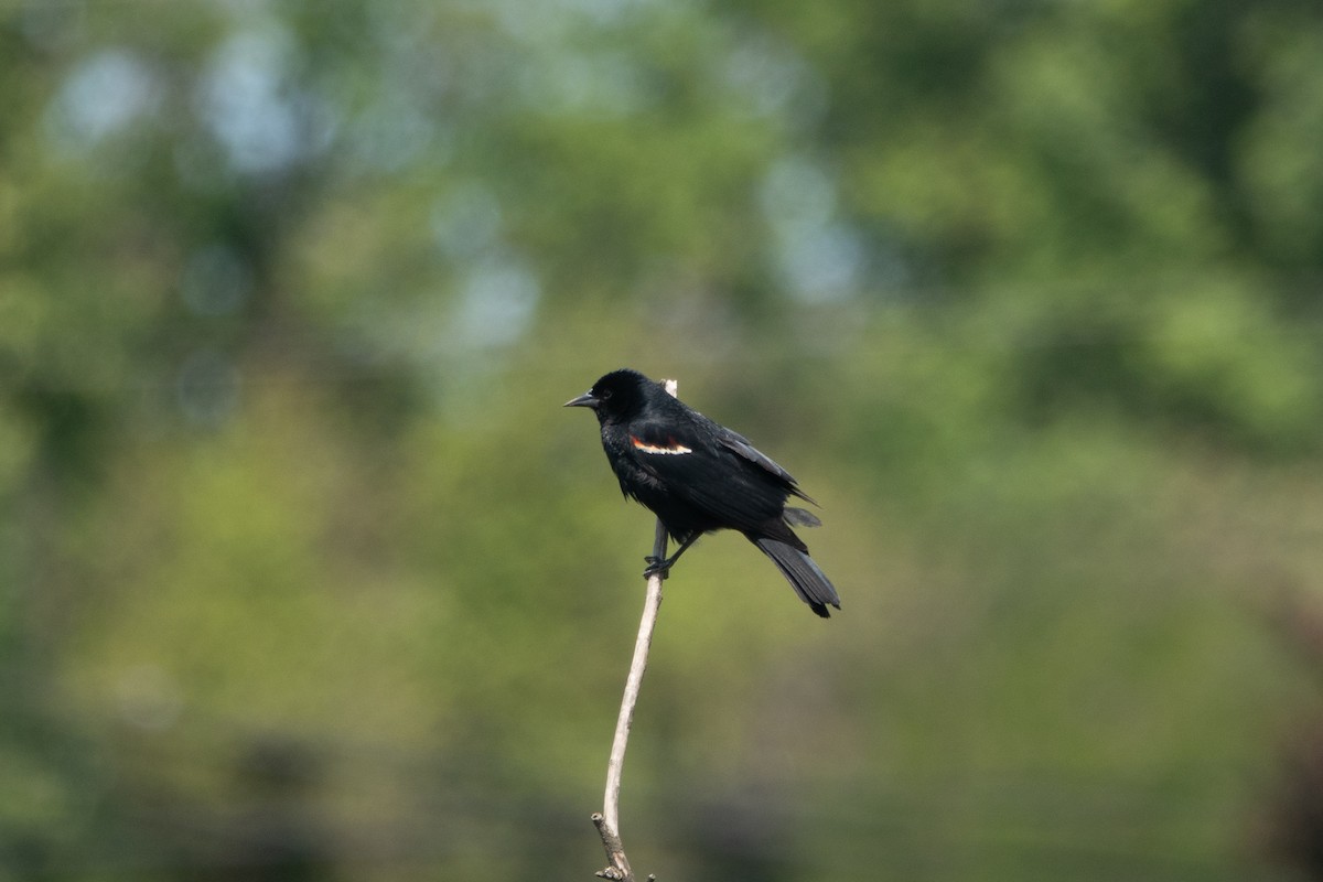 Red-winged Blackbird - ML637769348