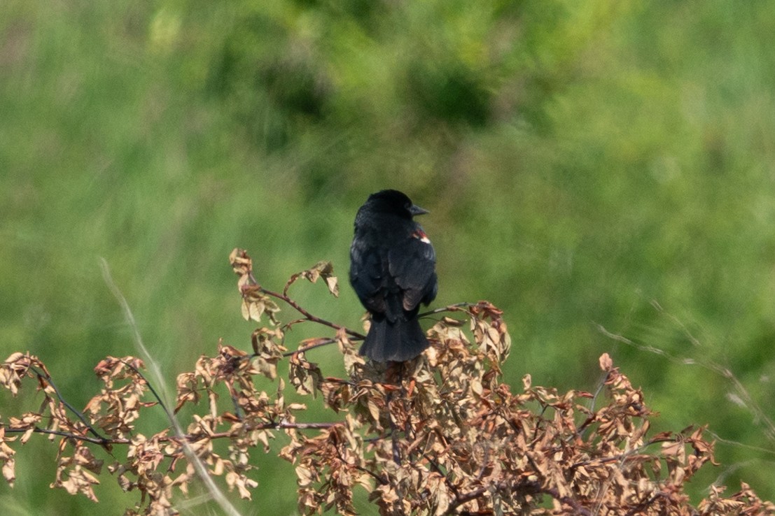 Red-winged Blackbird - ML637769365