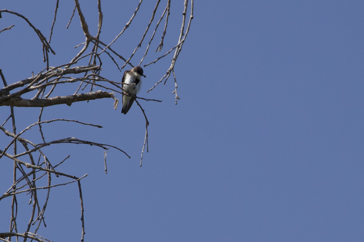 swallow sp. - ML637769390