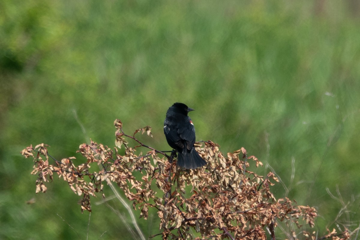 Red-winged Blackbird - ML637769406