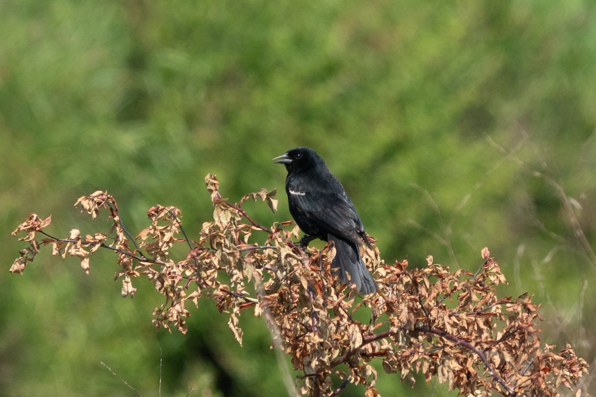Red-winged Blackbird - ML637769417