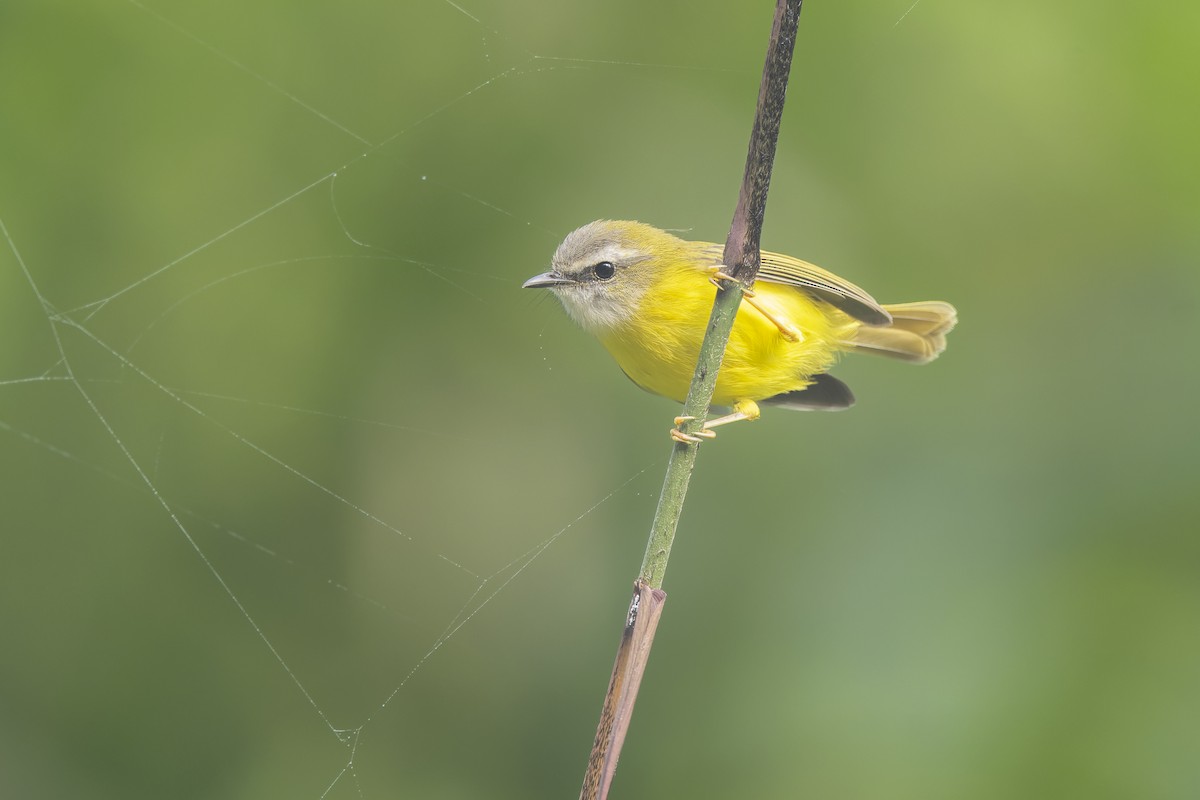 Yellow-bellied Warbler - ML637769450