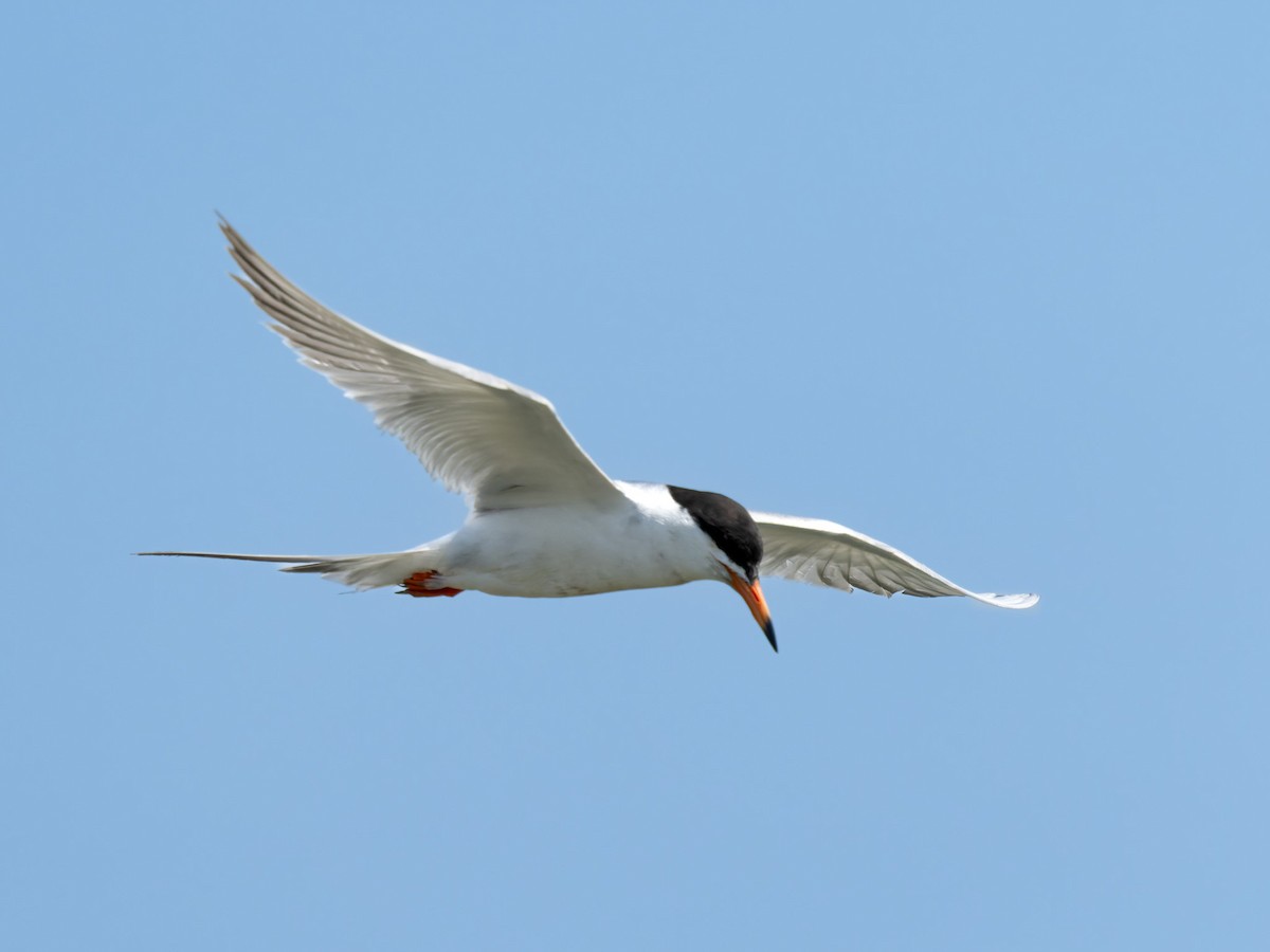 Forster's Tern - ML637769474