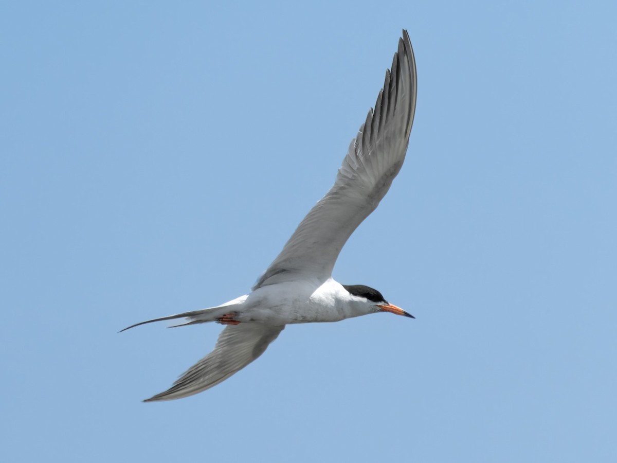 Forster's Tern - ML637769475
