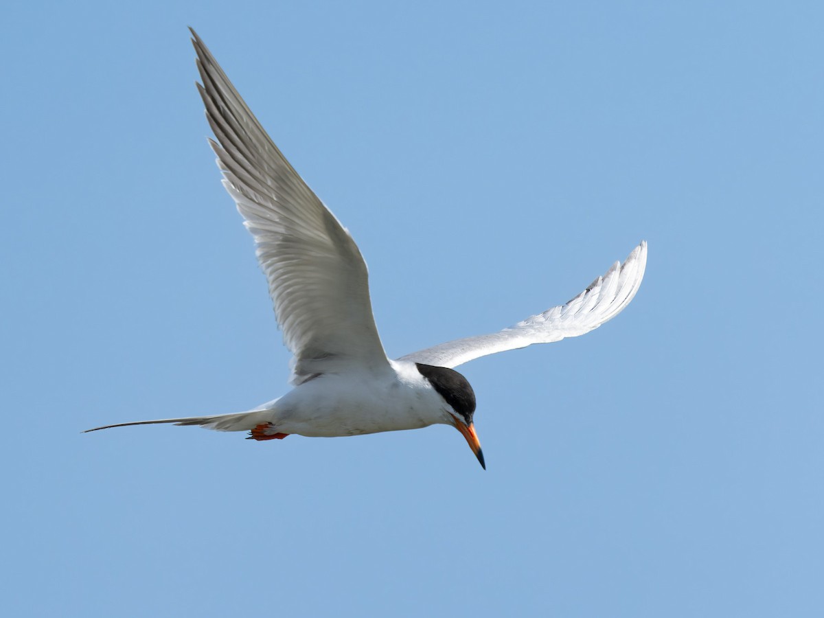 Forster's Tern - ML637769476
