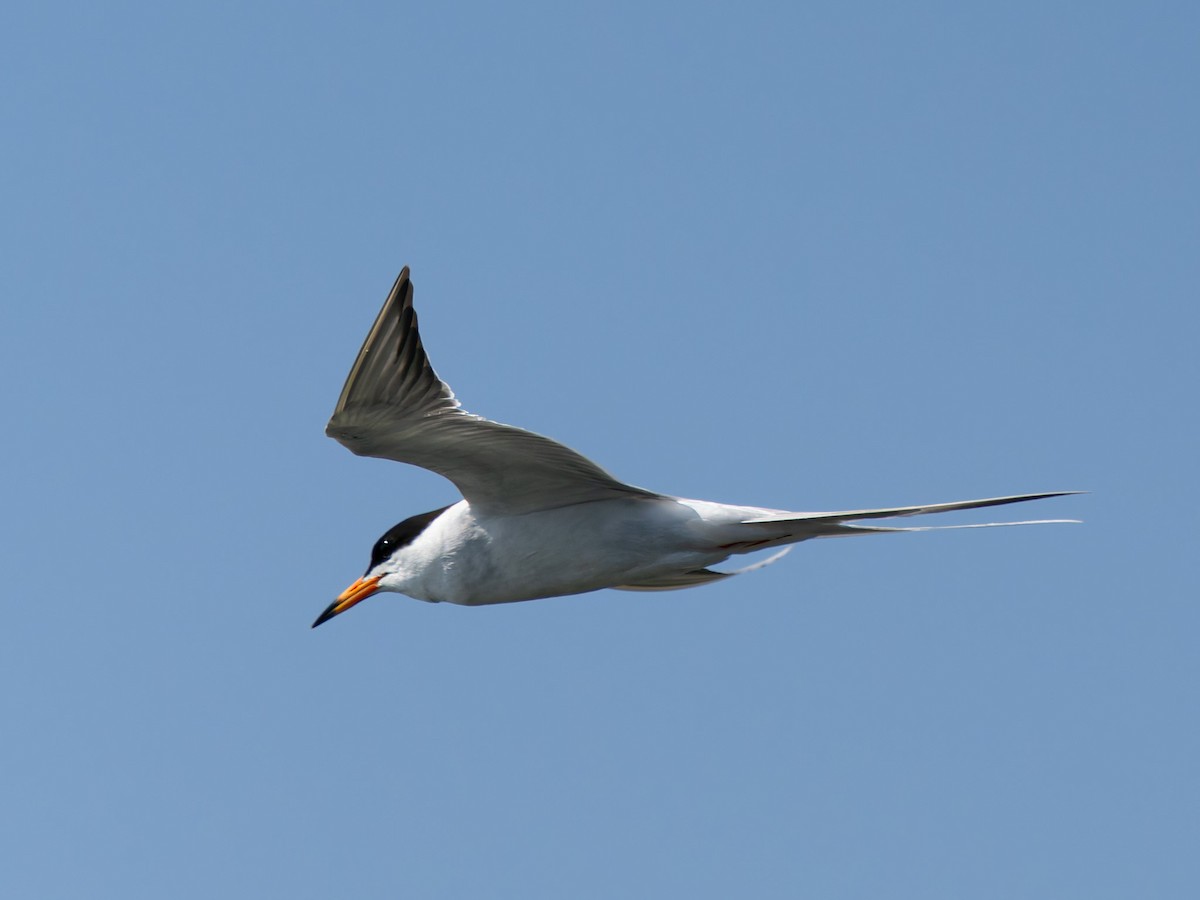 Forster's Tern - ML637769477