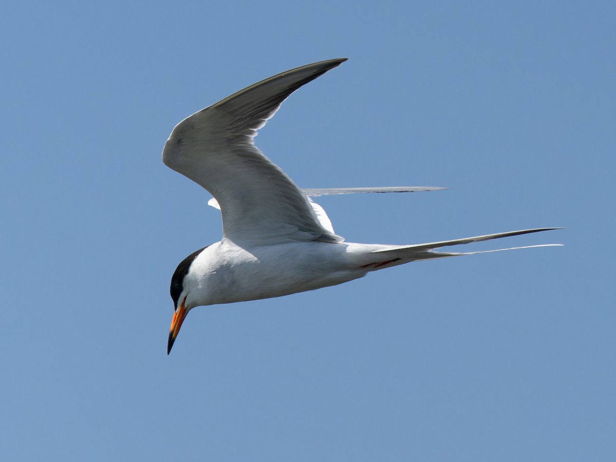Forster's Tern - ML637769478