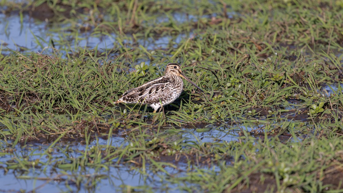 Pantanal Snipe - ML637769497