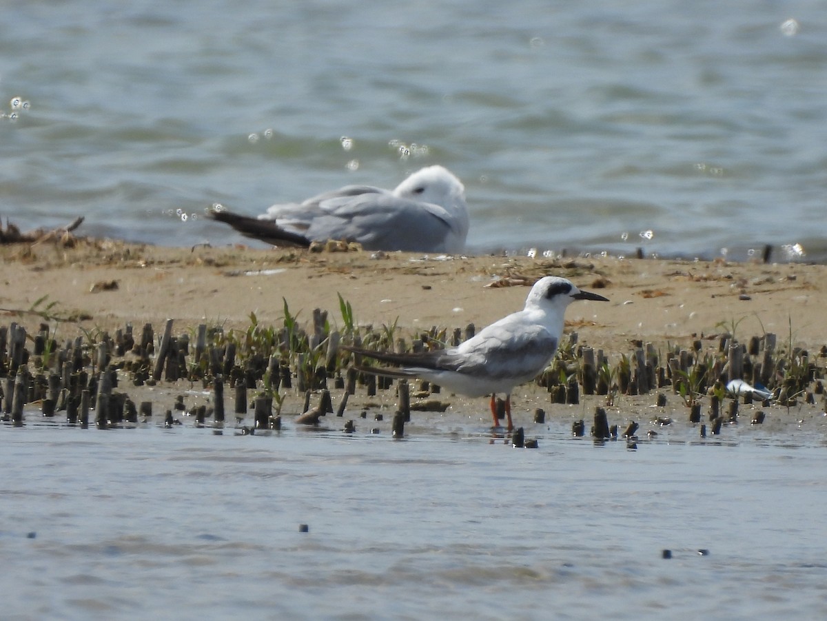 Forster's Tern - ML637769534