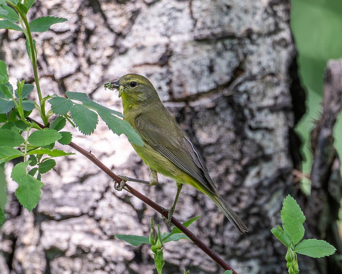 サメズアカアメリカムシクイ - ML637769656