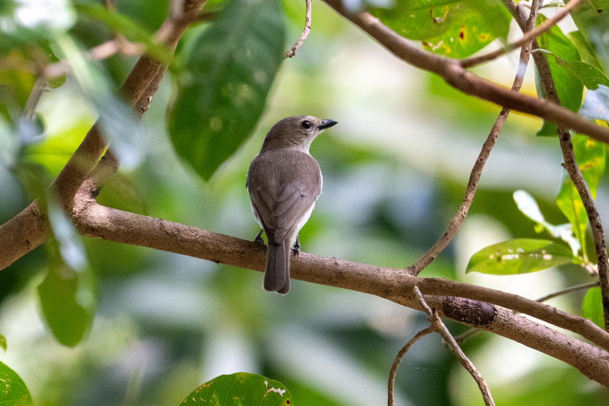 Gray Whistler (Brown) - ML637769717