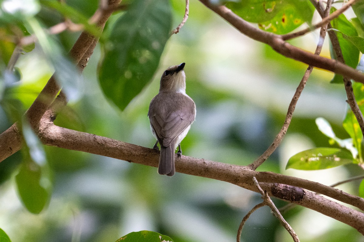 Gray Whistler (Brown) - ML637769718