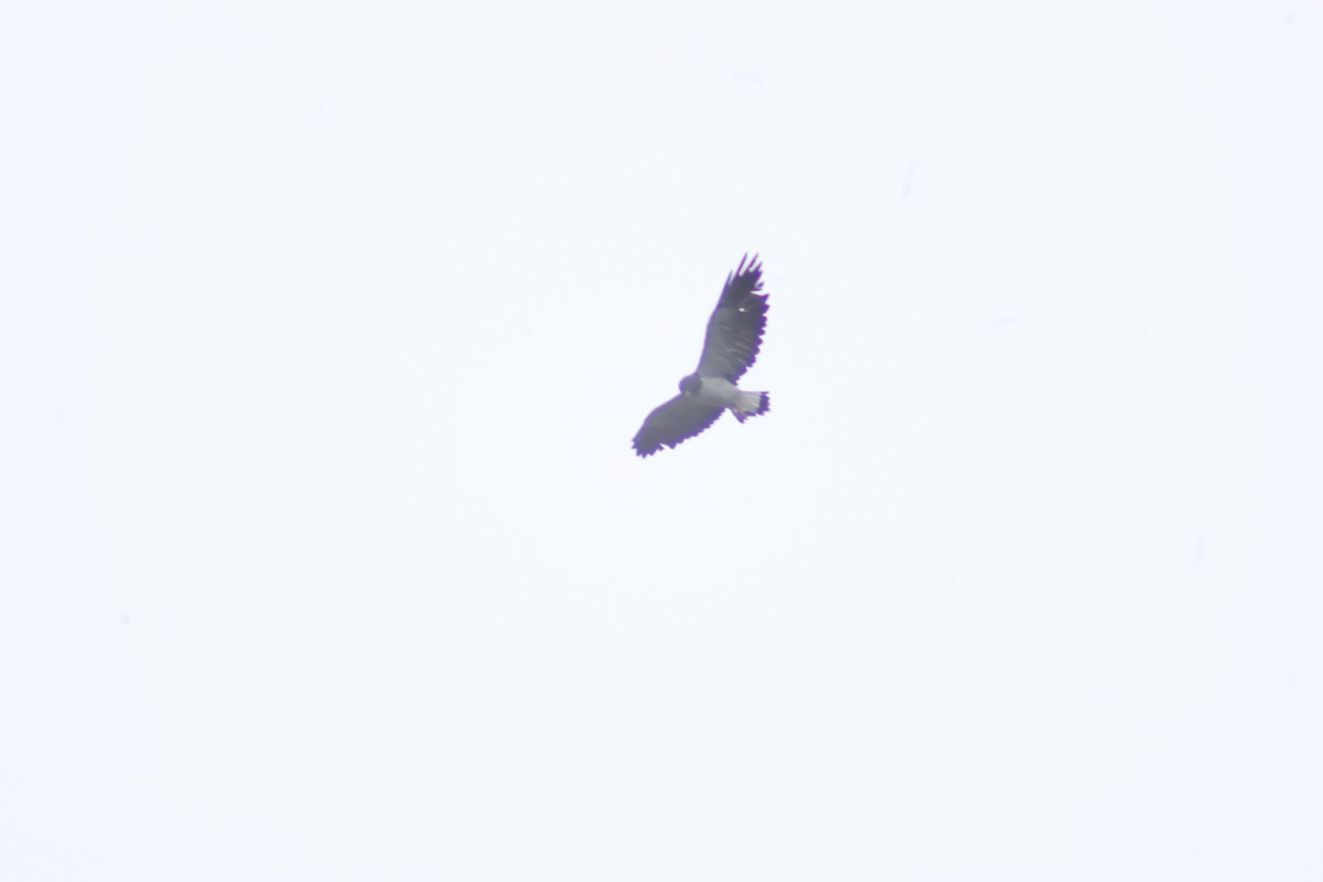 White-tailed Hawk - ML637769728