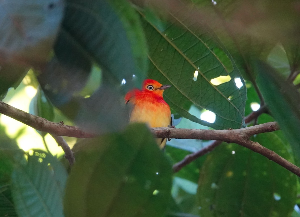 Band-tailed Manakin - ML637769736