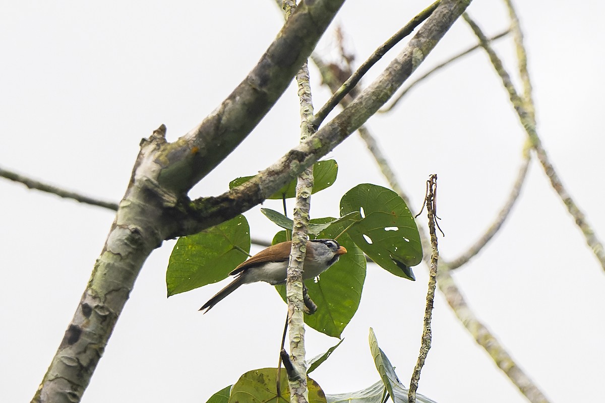 Gray-headed Parrotbill - ML637769782