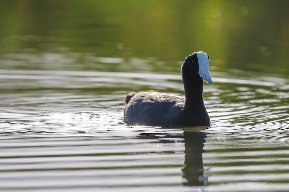 Hawaiian Coot - ML637769794
