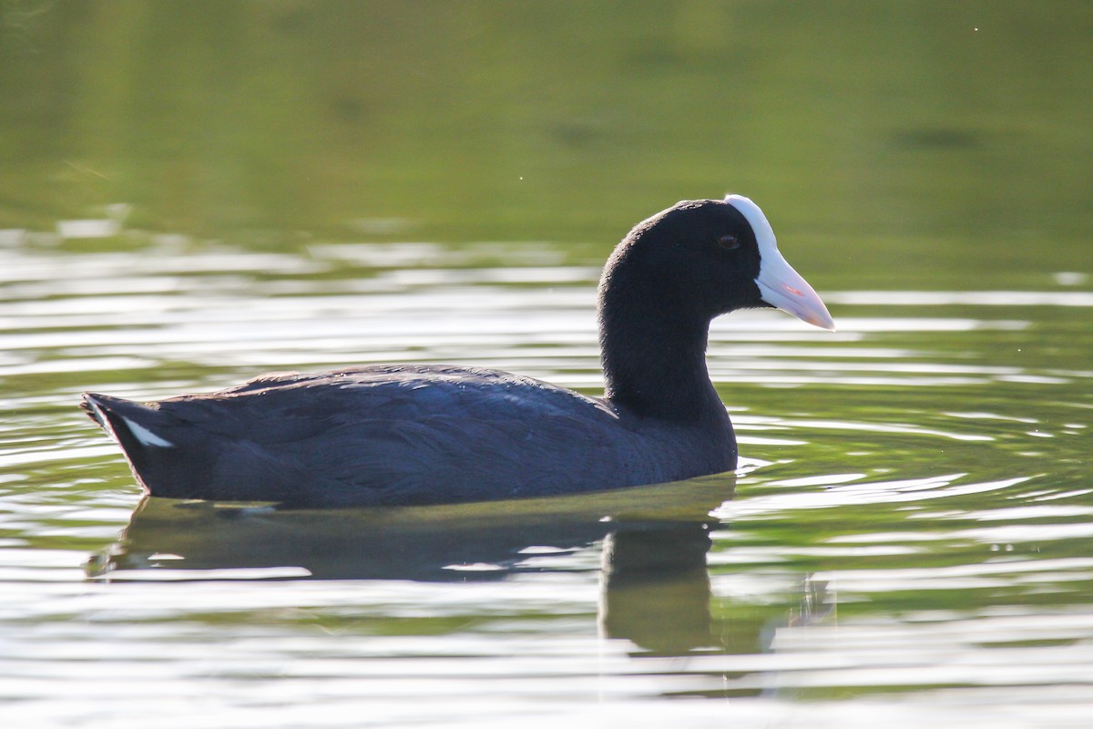 Hawaiian Coot - ML637769795
